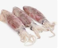 Calamari 100/300 5kg X Ct